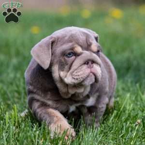 Indigo Pearl, English Bulldog Puppy